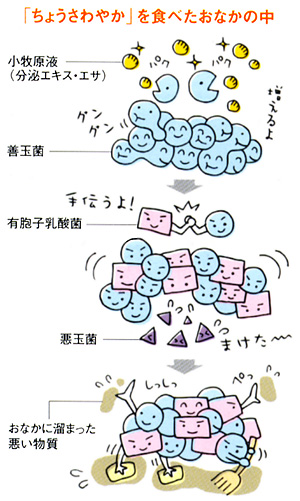 「ちょうさわやか」を食べたおなかの中